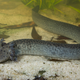 Imagen para el artículo titulado Hay nueva y extraña especie de salamandra gigante en las aguas de Florida